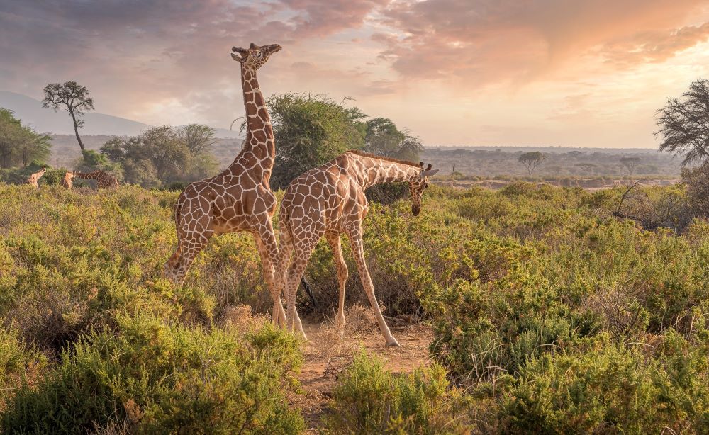 GORILLA AND MASAI MARA SAFARI ADVENTURE trip