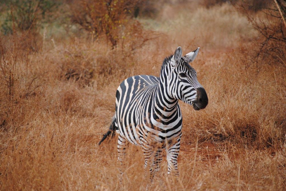 Voyage SOUTHERN HIGHLIGHTS - Maasai Mara National Reserve