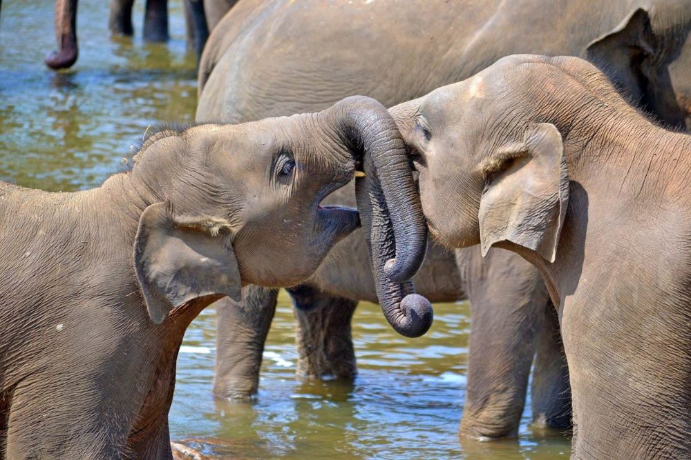 Voyage WILDLIFE HOLIDAY - Tangalle